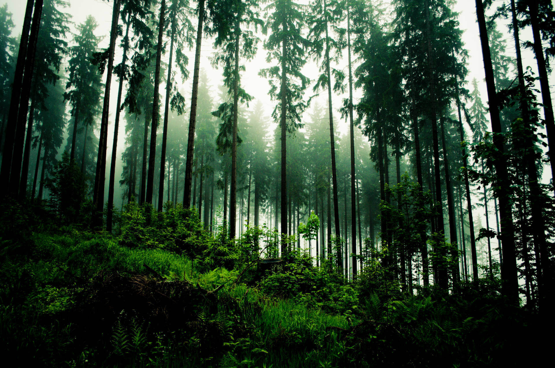 Wald Nachhaltigkeit Holzverarbeitung